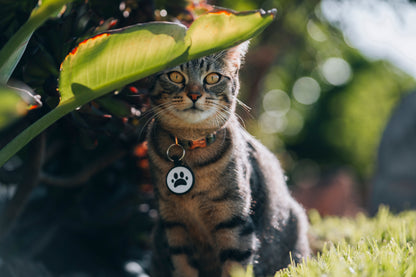 FETCH™ Smart Digital Pet ID Tag