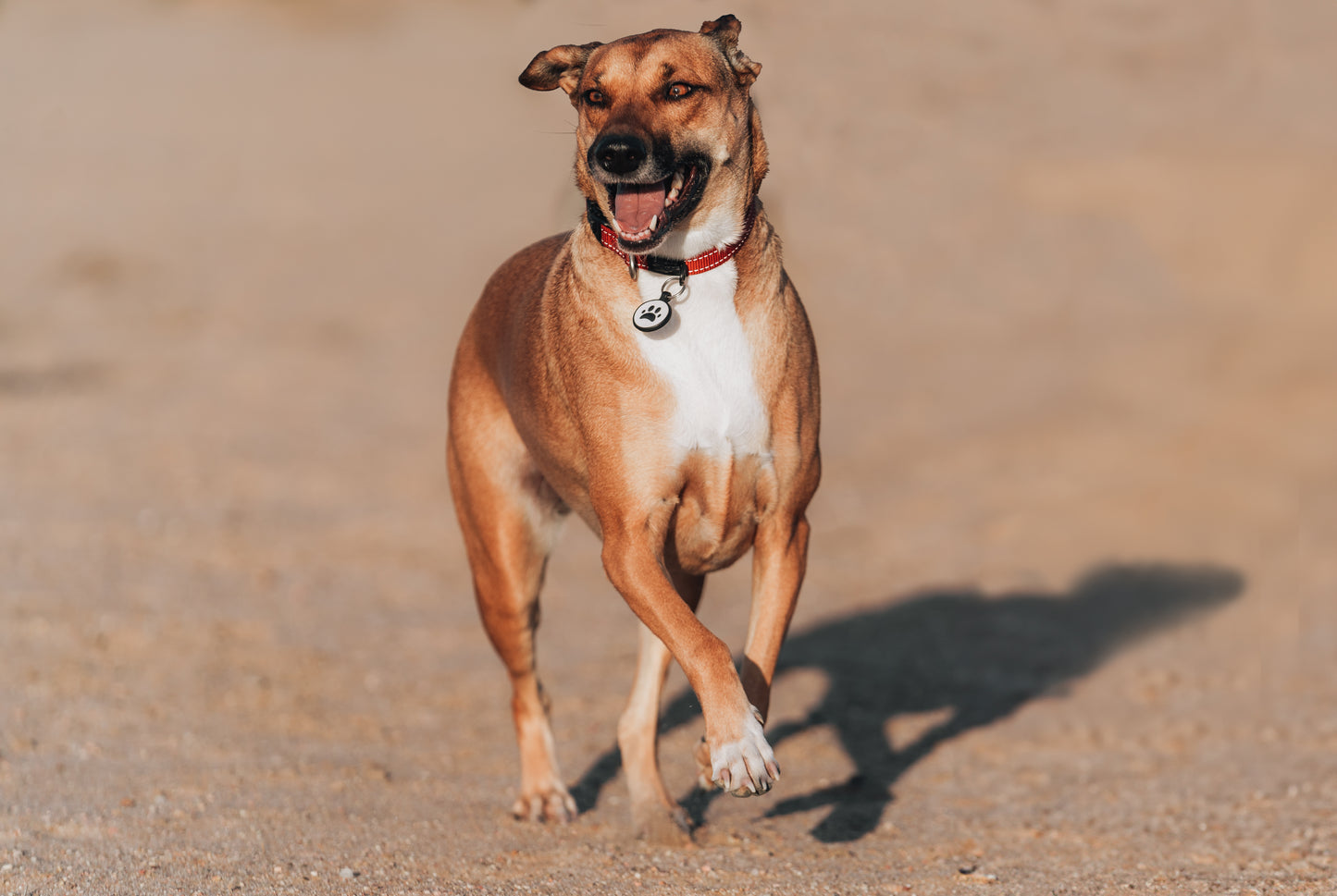 FETCH™ Smart Digital Pet ID Tag